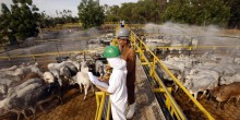 Plano Estadual Carbono Neutro altera atividades industriais e rurais em Mato Grosso do Sul 