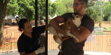 Dia D de vacinação antirrábica para cães e gatos é realizada em Campo Grande durante feriado