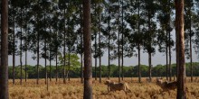 Mato Grosso do Sul será o primeiro estado a produzir carne carbono neutro