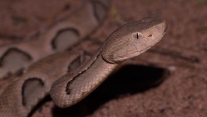 Campo Grande registra aumento no número de cobras em residências nos cinco primeiros meses de 2021