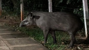 Pesquisa monitora presença de antas em Campo Grande