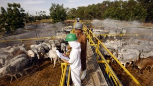 Plano Estadual Carbono Neutro altera atividades industriais e rurais em Mato Grosso do Sul 