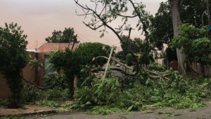 Tempestade de areia provocou queda de árvores e falta de energia na capital