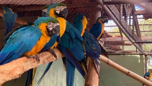 Campo Grande terá o primeiro hospital de animais silvestres do Brasil   