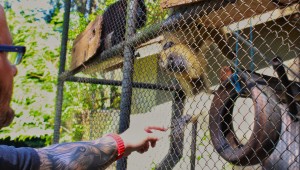 Animais silvestres vítimas de atropelamento recebem atendimento veterinário em Campo Grande