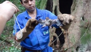 Campo Grande registrou cinco casos de morcegos infectados com raiva 