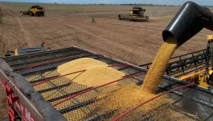 Produção de soja alcança 15 milhões de toneladas em Mato Grosso do Sul 
