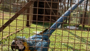 Fauna silvestre presa na mata urbana