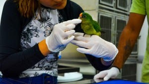 Hospital Veterinário Ayty amplia atendimento para animais silvestres em Campo Grande