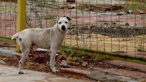 Cadastro para entidades de proteção animal normatiza participação de representantes de ONGs