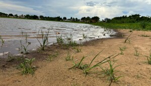 Governo de Mato Grosso do Sul decreta situação de emergência por estiagem severa