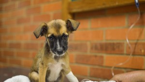 Hospital Veterinário é alternativa às clínicas particulares