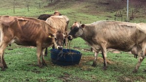 Mato Grosso do Sul registra aumento de 41% na produtividade da pecuária leiteira