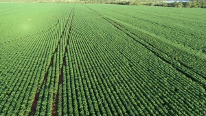 Mato Grosso do Sul tem 14 municípios entre os 100 maiores do agronegócio no Brasil