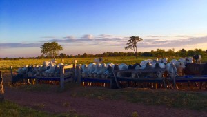 Mato Grosso do Sul é o segundo estado com maior número de abates de bovinos no Brasil