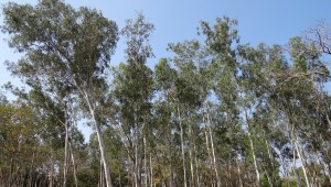 Áreas com florestas plantadas em Mato Grosso do Sul crescem 862% em 11 anos