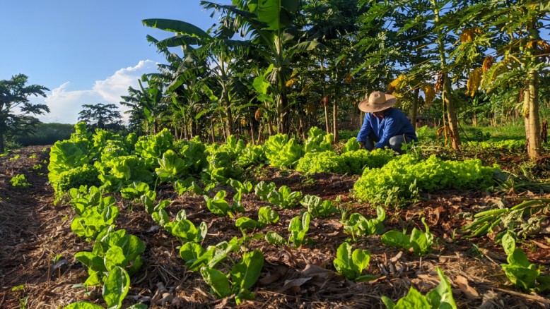 O Centro de Capacitação e Pesquisa Geraldo Garcia (Cepege) é uma das iniciativas de agricultura familiar em Mato Grosso do Sul