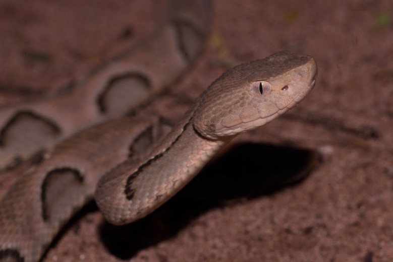 A Bothrops moojeni, conhecida como Caiçara ou Jararaca, teve duas apreensões em 2021