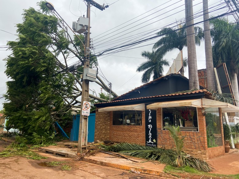 Quintal de floricultura e fios de rede elétrica foram destruídos com a queda de árvore de 12 metros de altura no bairro Vila Olinda