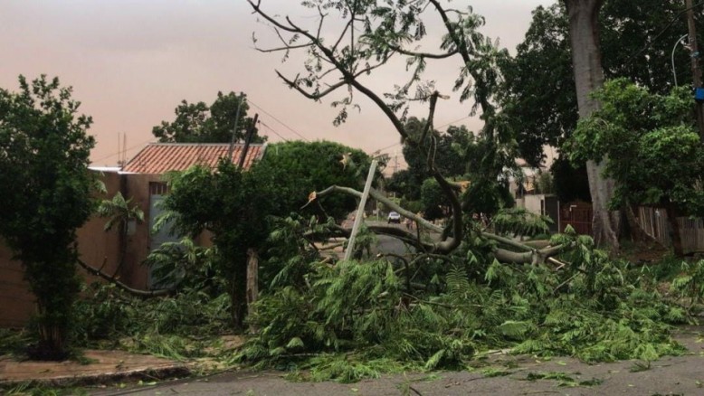 Árvores caem sobre fios da rede elétrica no bairro Taquaral Bosque 