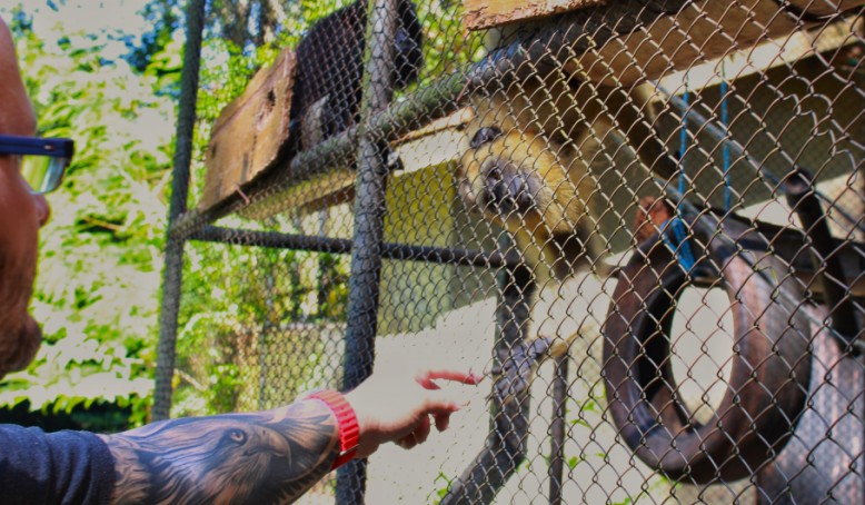 O responsável técnico do Centro de Reabilitação, veterinário Lucas Cazati com o bugio, um dos animais resgatados