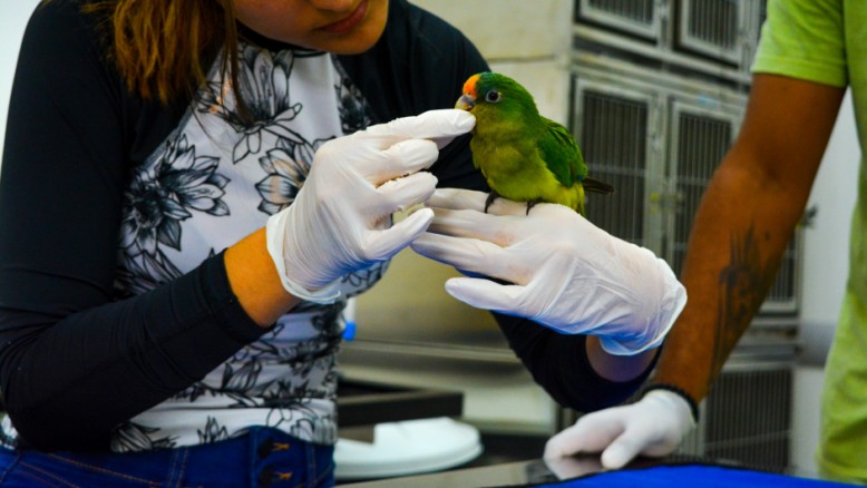 Hospital Ayty é o primeiro do Brasil com atendimento exclusivo para animais silvestres