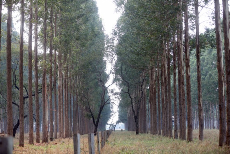 O cultivo de eucalipto demora cerca de sete anos para atingir o ponto de corte e aproveitamento industrial