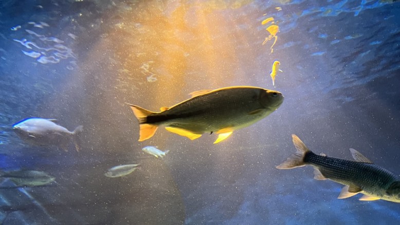 Espécies de peixes nativas expostas no Bioparque Pantanal, em Campo Grande