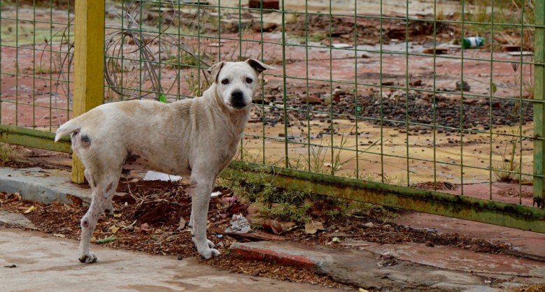 Animal doméstico em situação de rua 