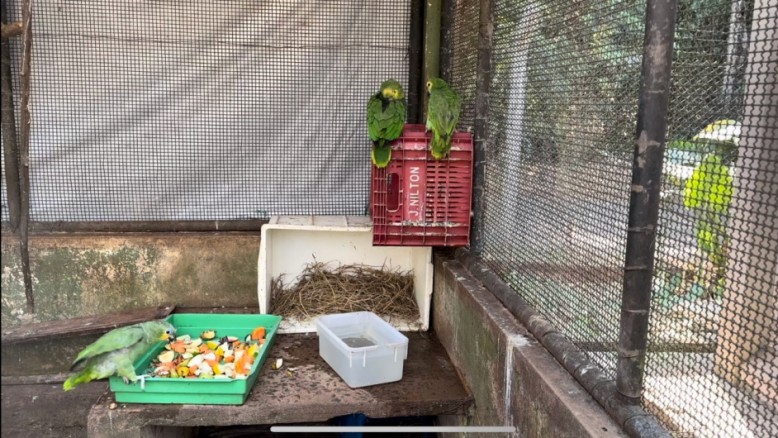 As aves representam 70% dos animais recebidos no CRAS