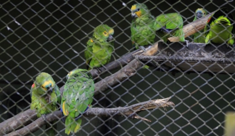 Papagaios em processo de recuperação no Centro de Reabilitação de Animais Silvestres (Cras)