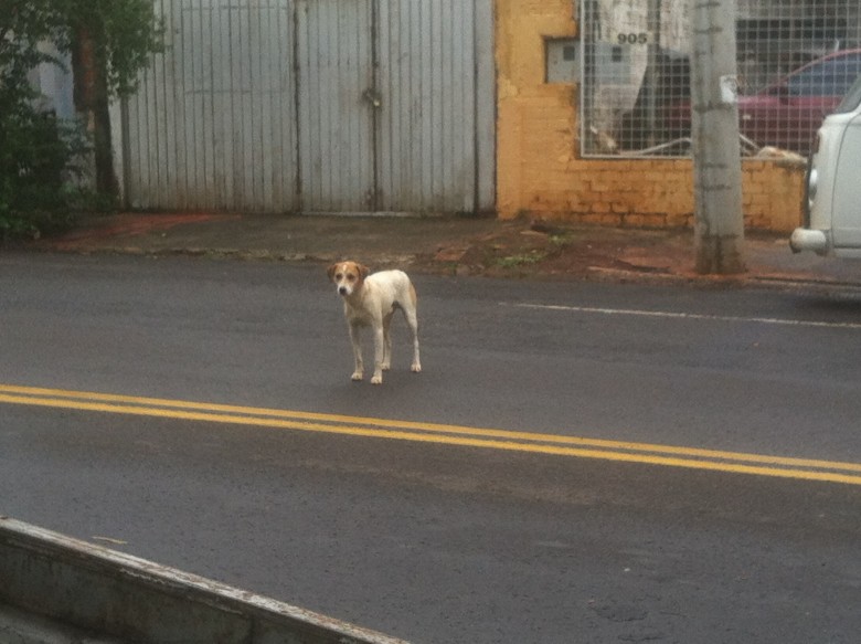 O CCZ recolhe animais soltos na rua para imunização