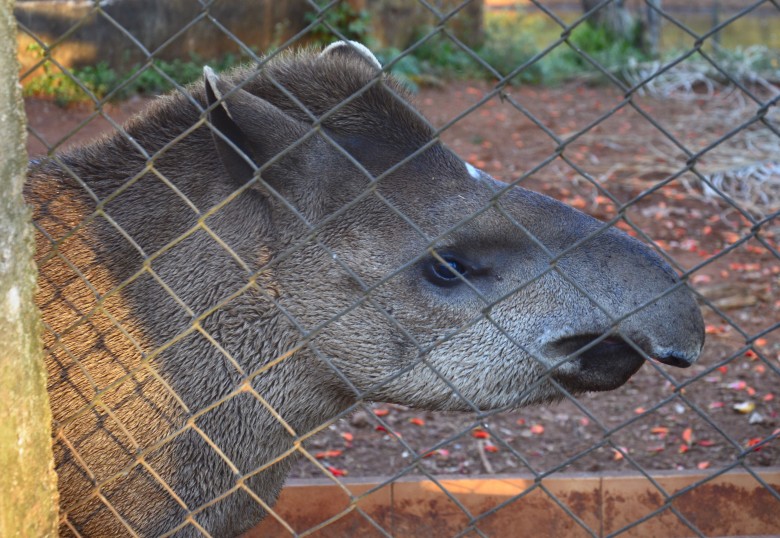 Anta é um dos 278 animais do cerrado ameaçados de extinção