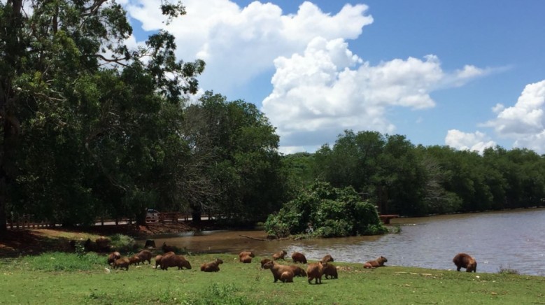 Grupo de capivaras no Lago do Amor