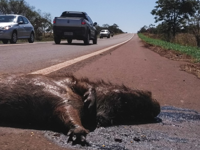 Três animais silvestres morrem por atropelamento a cada dois dias na MS-040