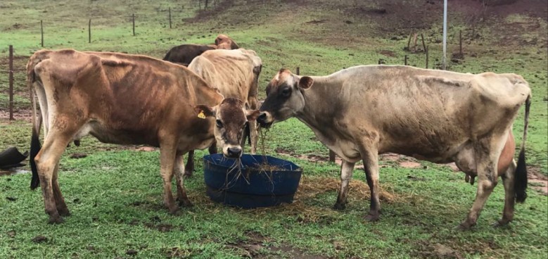 Rebanho leiteiro da raça Jersey em propriedade 