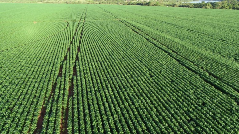 Produção de soja na Fazenda Quiteroi no município de Anaurilândia-MS