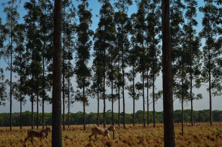 Fazenda da Embrapa Gado de Corte realiza testes com a criação de CCN desde 2016