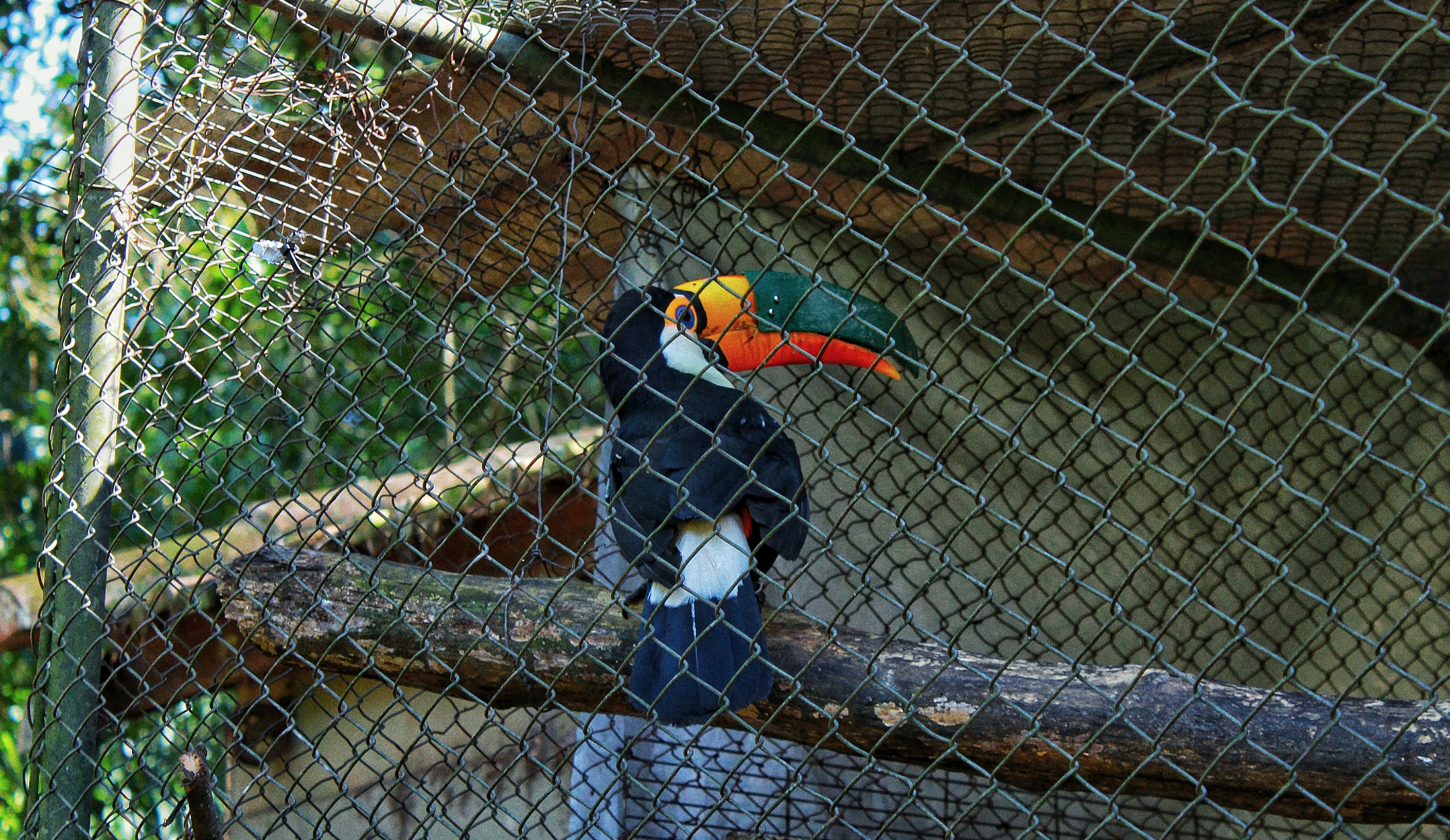 Tucano com uma prótese feita na impressora 3D, no centro de reabilitação