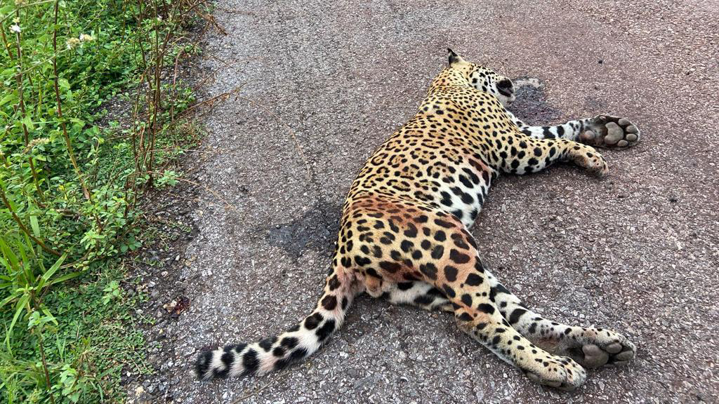 Onça atropelada em rodovia