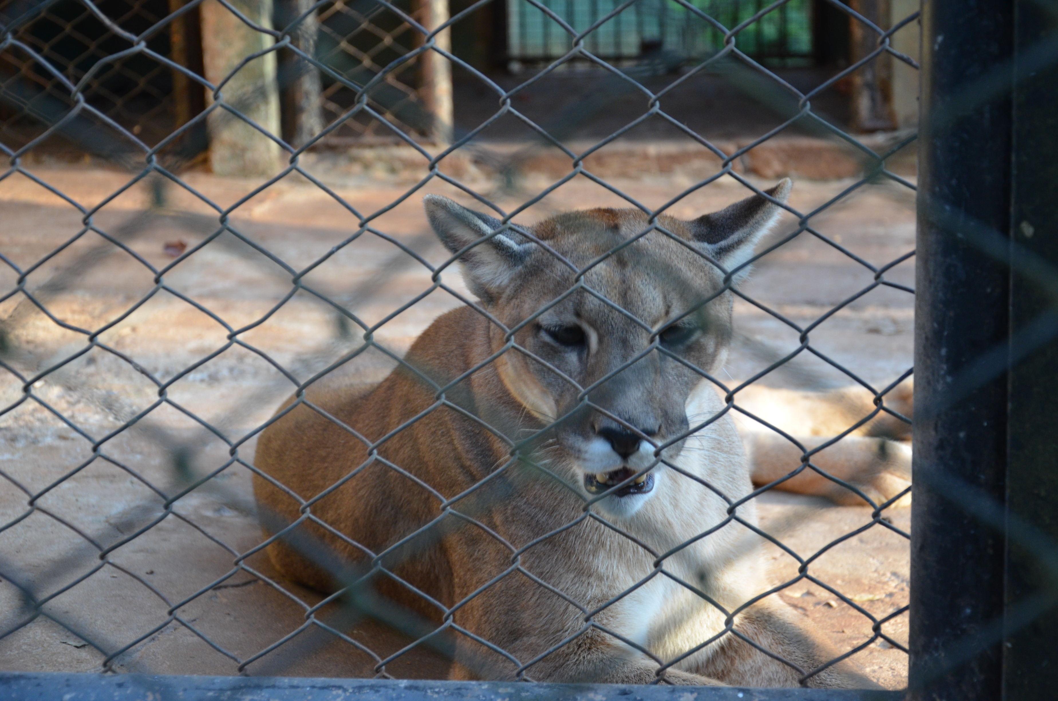 A onça-parda também corre risco de extinção (Foto: Caroline Carvalho)