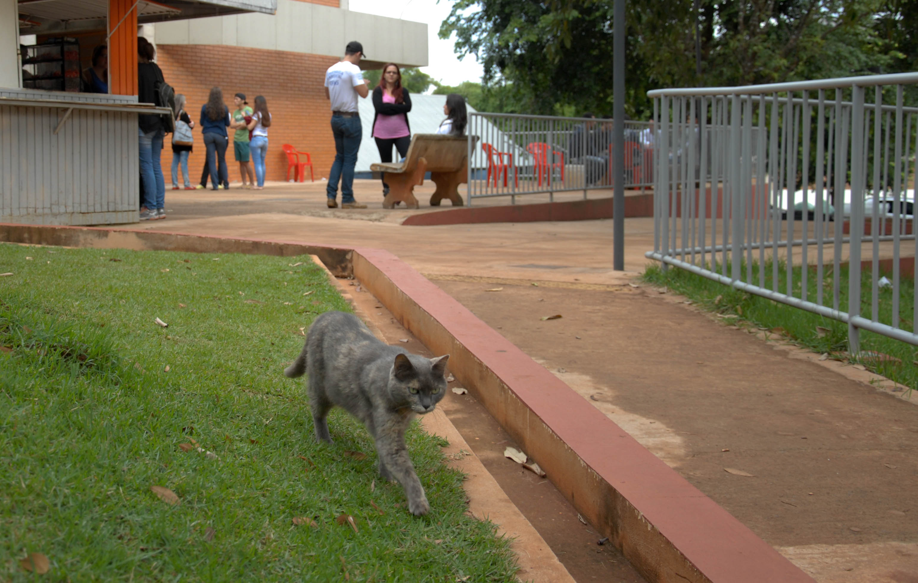 UFMS aprova projeto para proteção de animais abandonados no campus